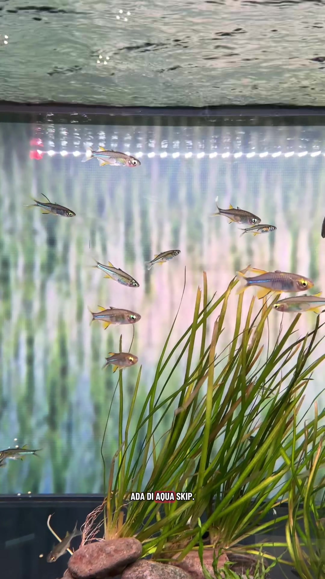 @Piara ikan di galon