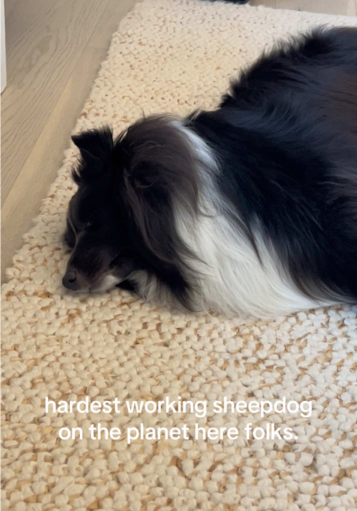 @beauthesheltie