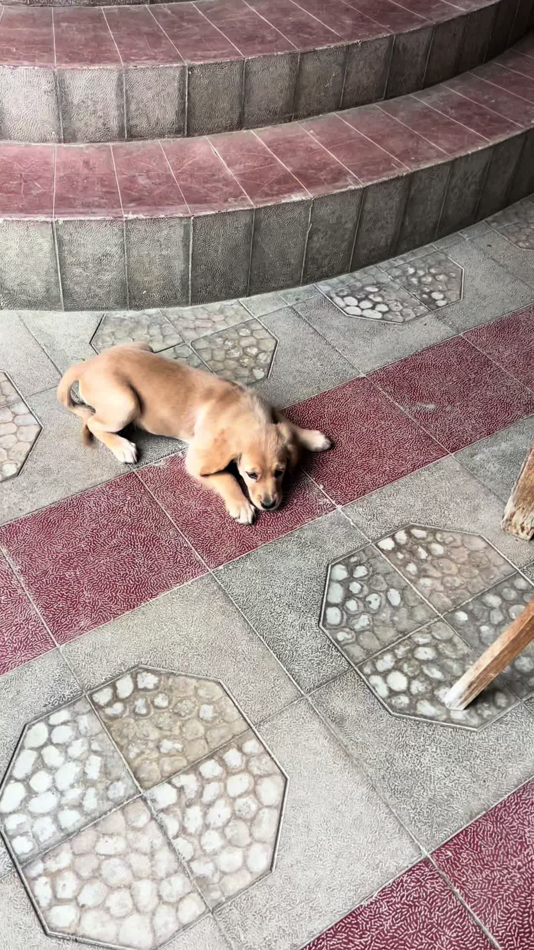 @Ağa𓆙