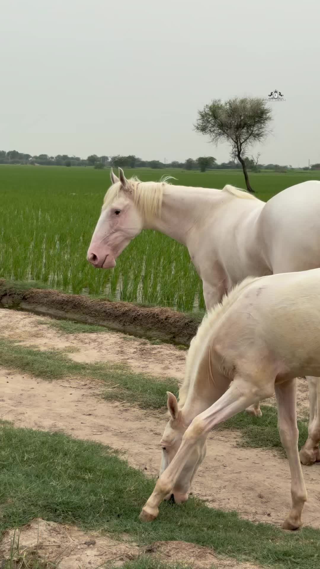 @Ishq_e_ghora 🐎