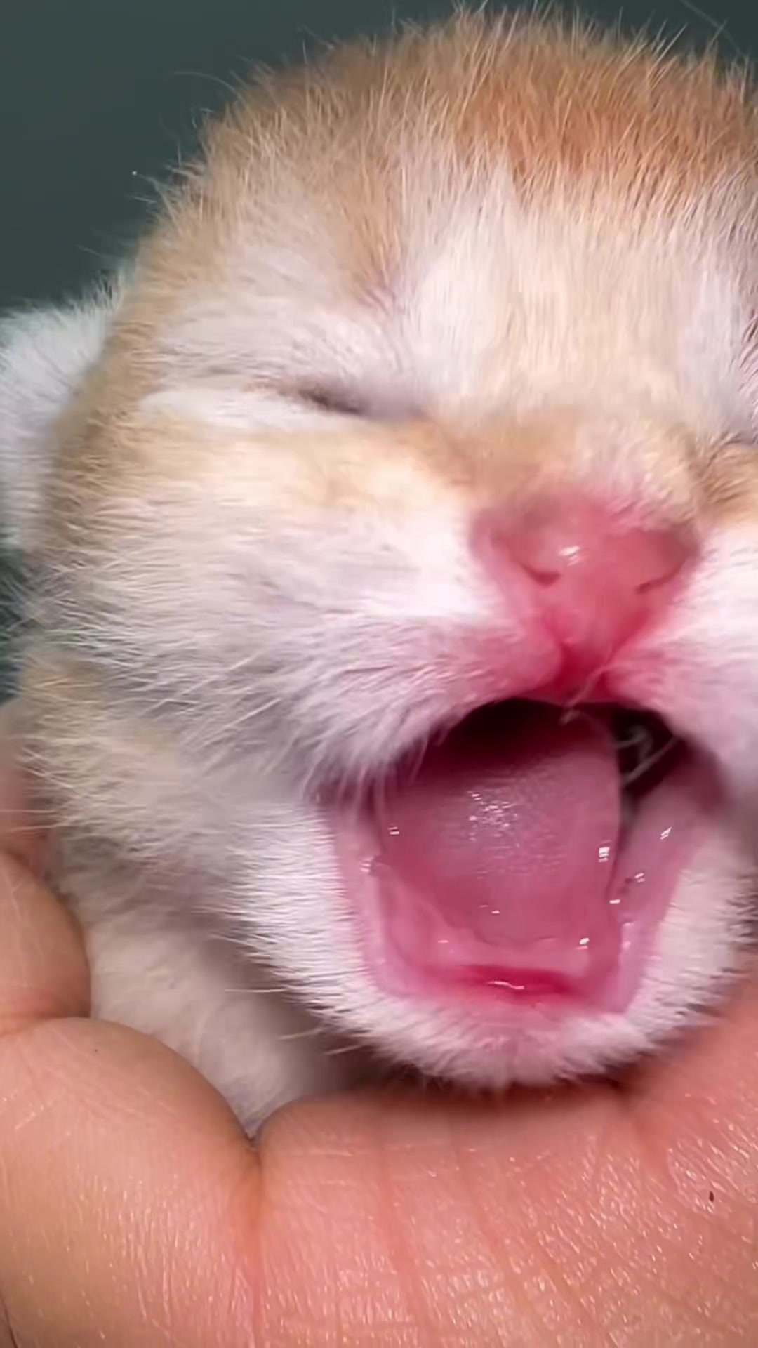 @Soothing Cats😻