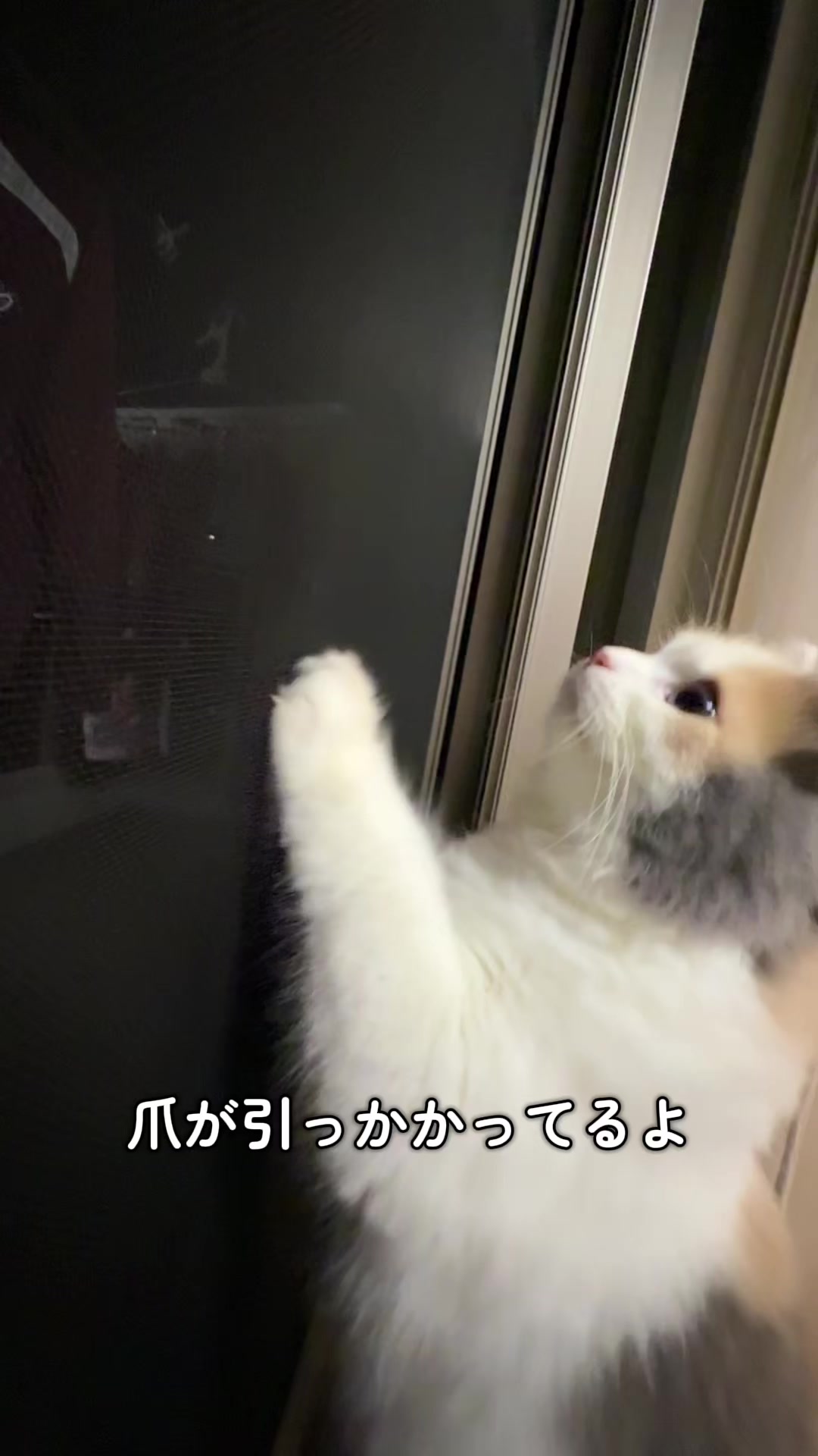@ねこ日記