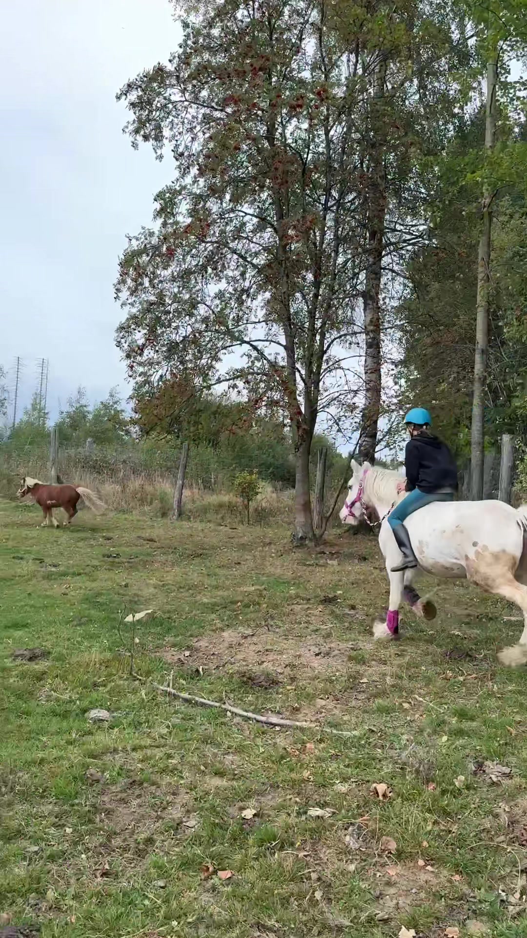 @HafiHorse2