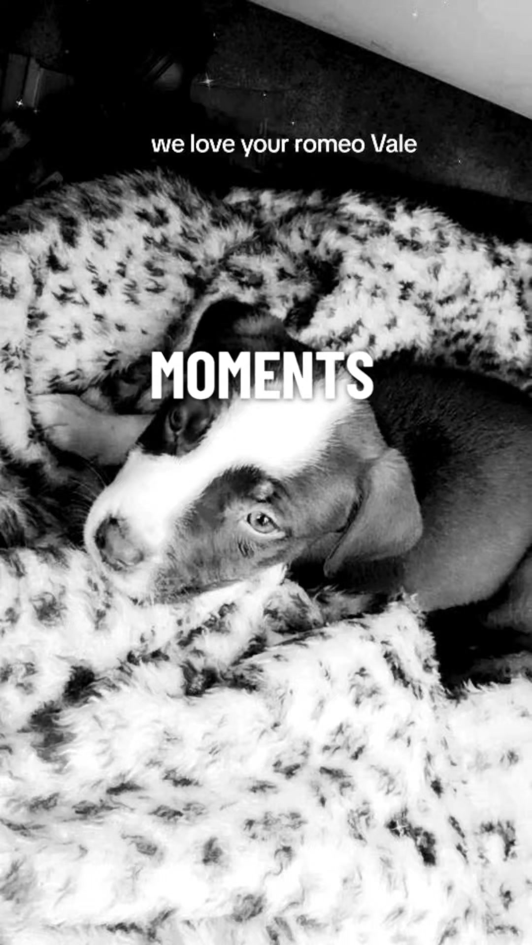 @Suni&Romeolife🥰😍