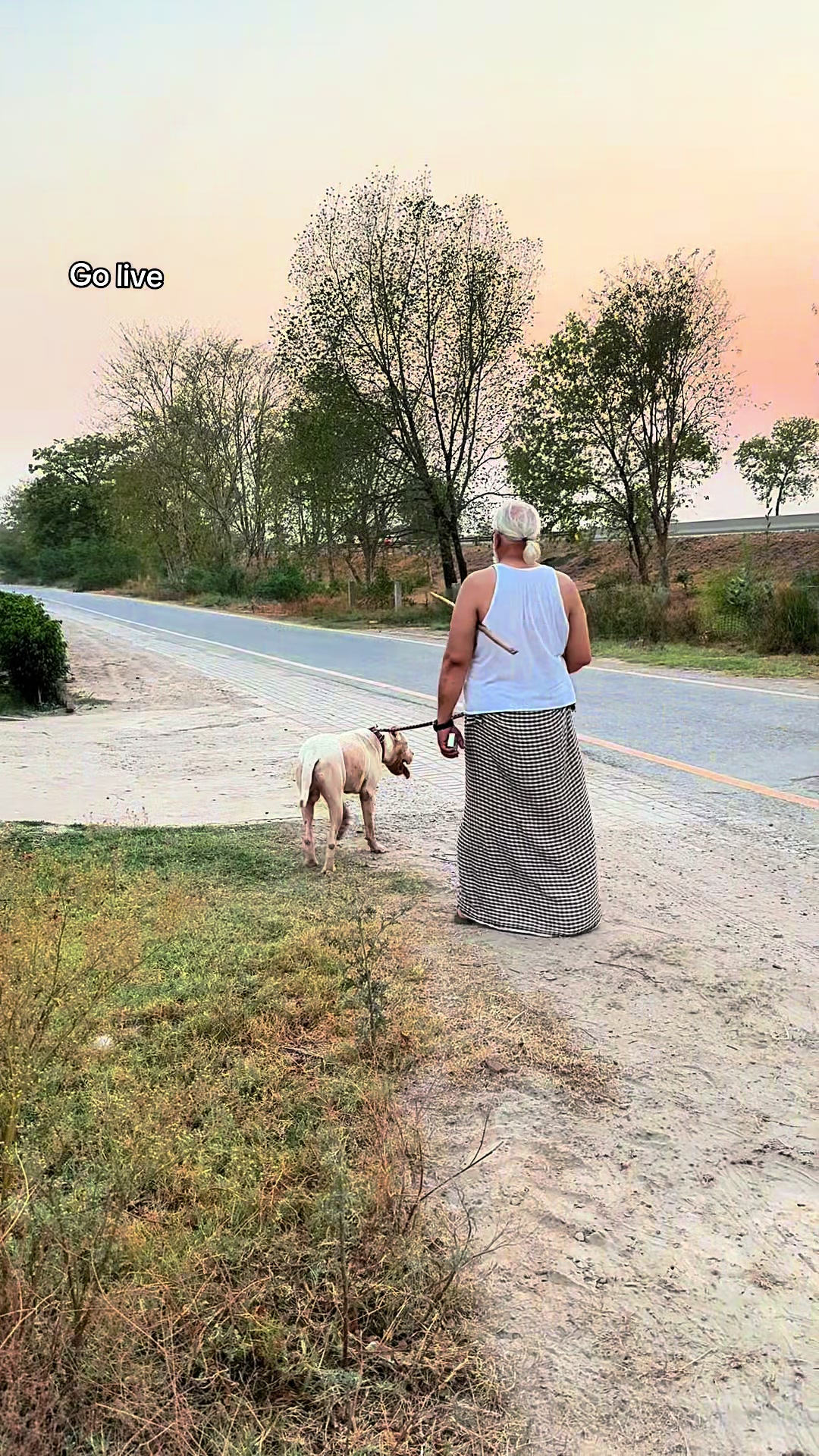 @LIGER the DOGO ARGENTINO