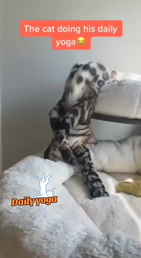 @🤣Vid&eacute;os Dr&ocirc;les.Zzz