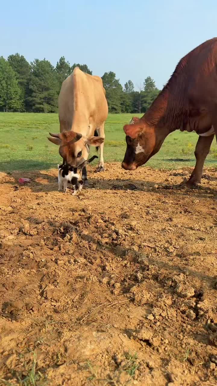 @Raisingfarmkids