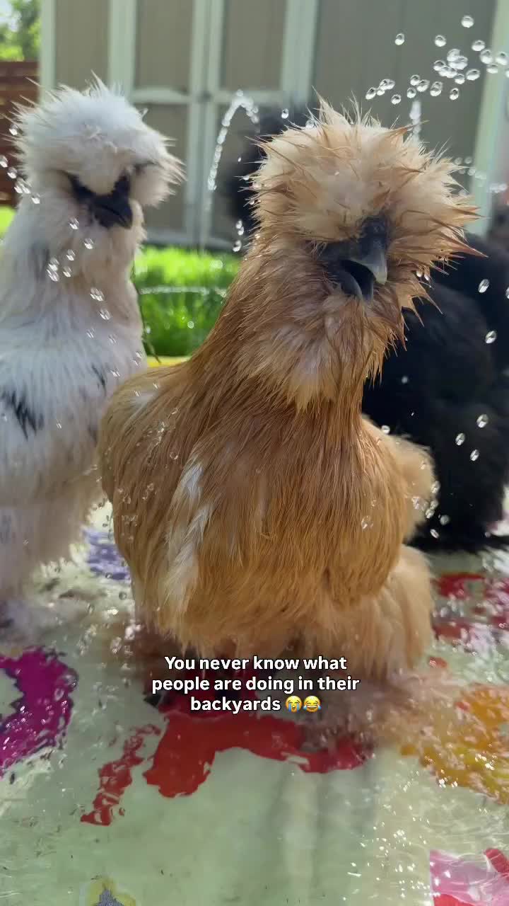 @Live stock animals ๐ชฟ๐๐๐๐ฅฌ