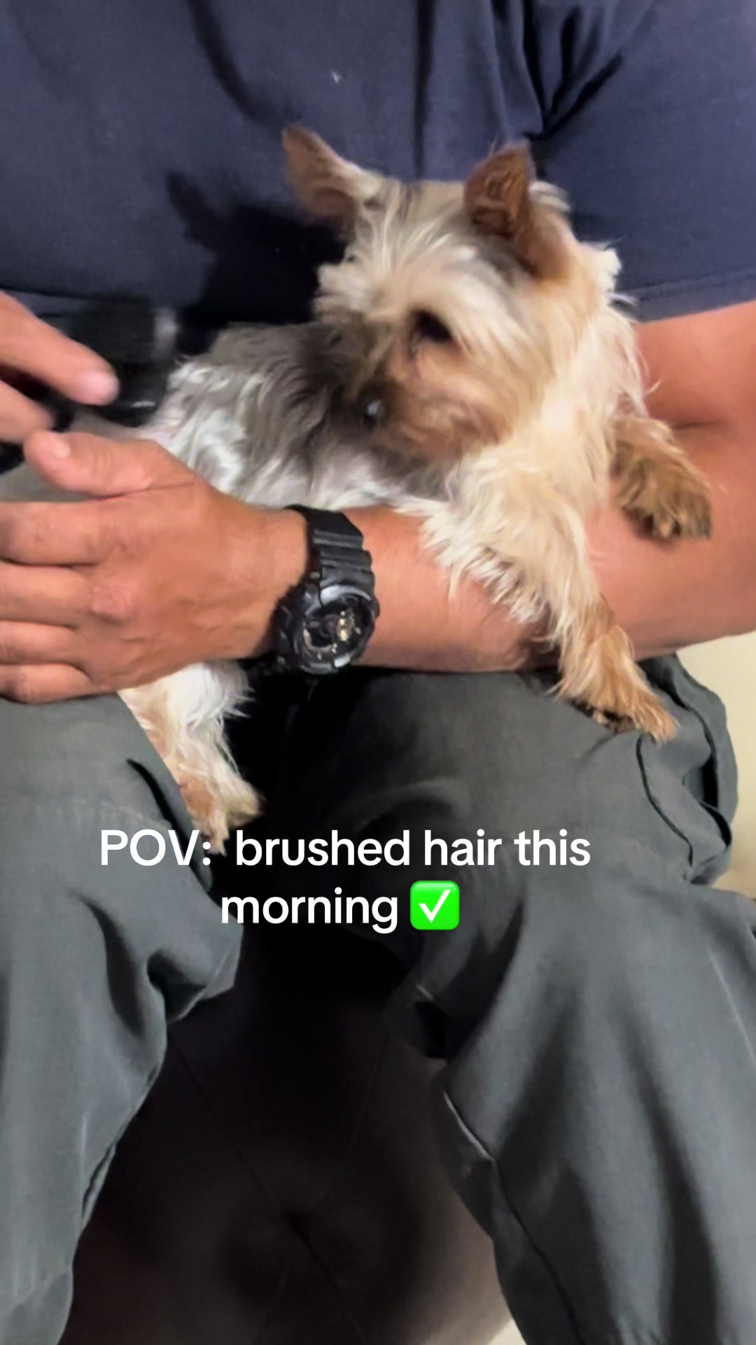 @Penny the Yorkie