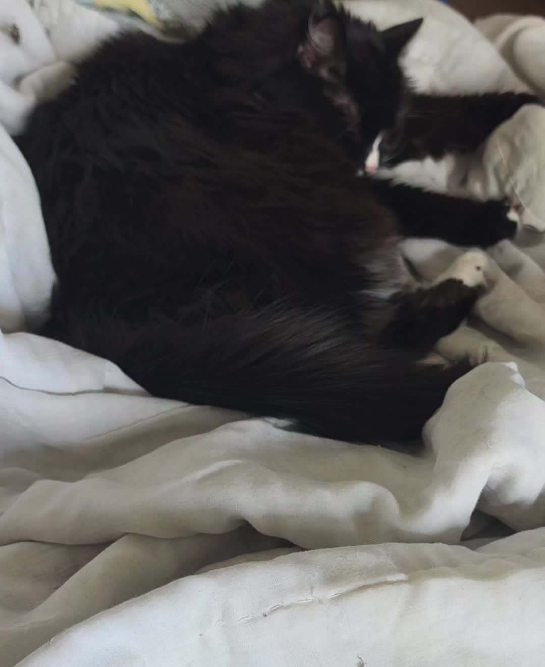 @AtticaTheTuxedoCat