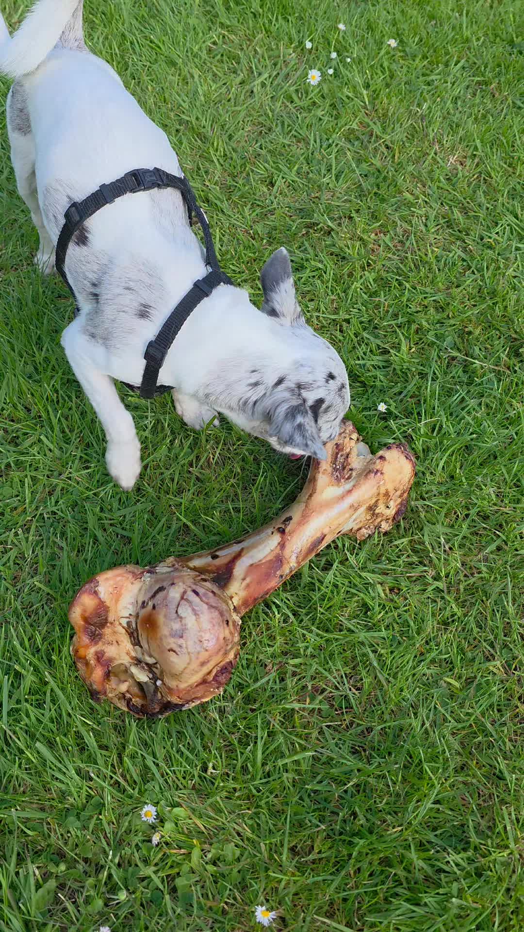 @Jerry_Coby_Chihuahua
