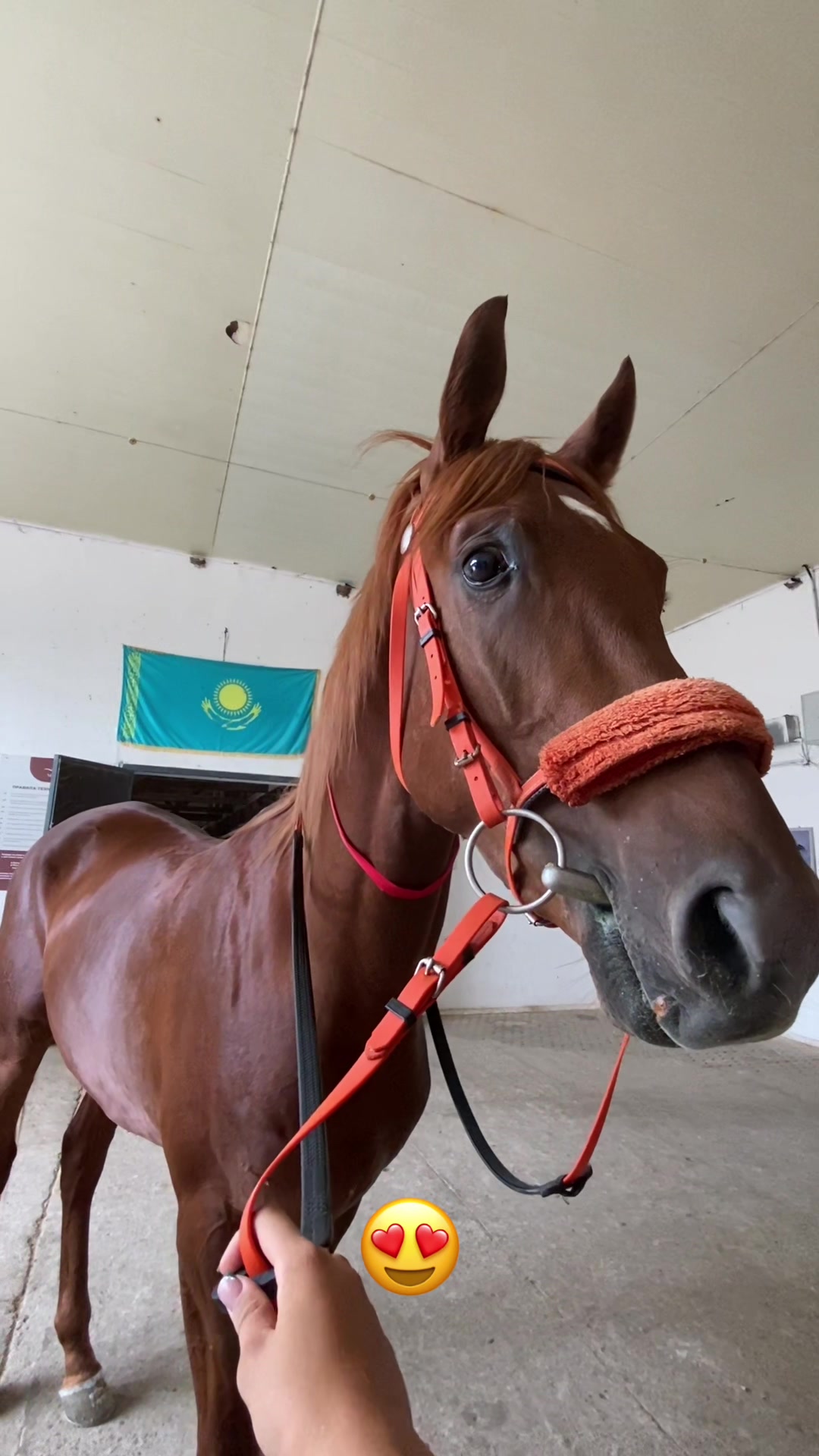 @jockey.hors