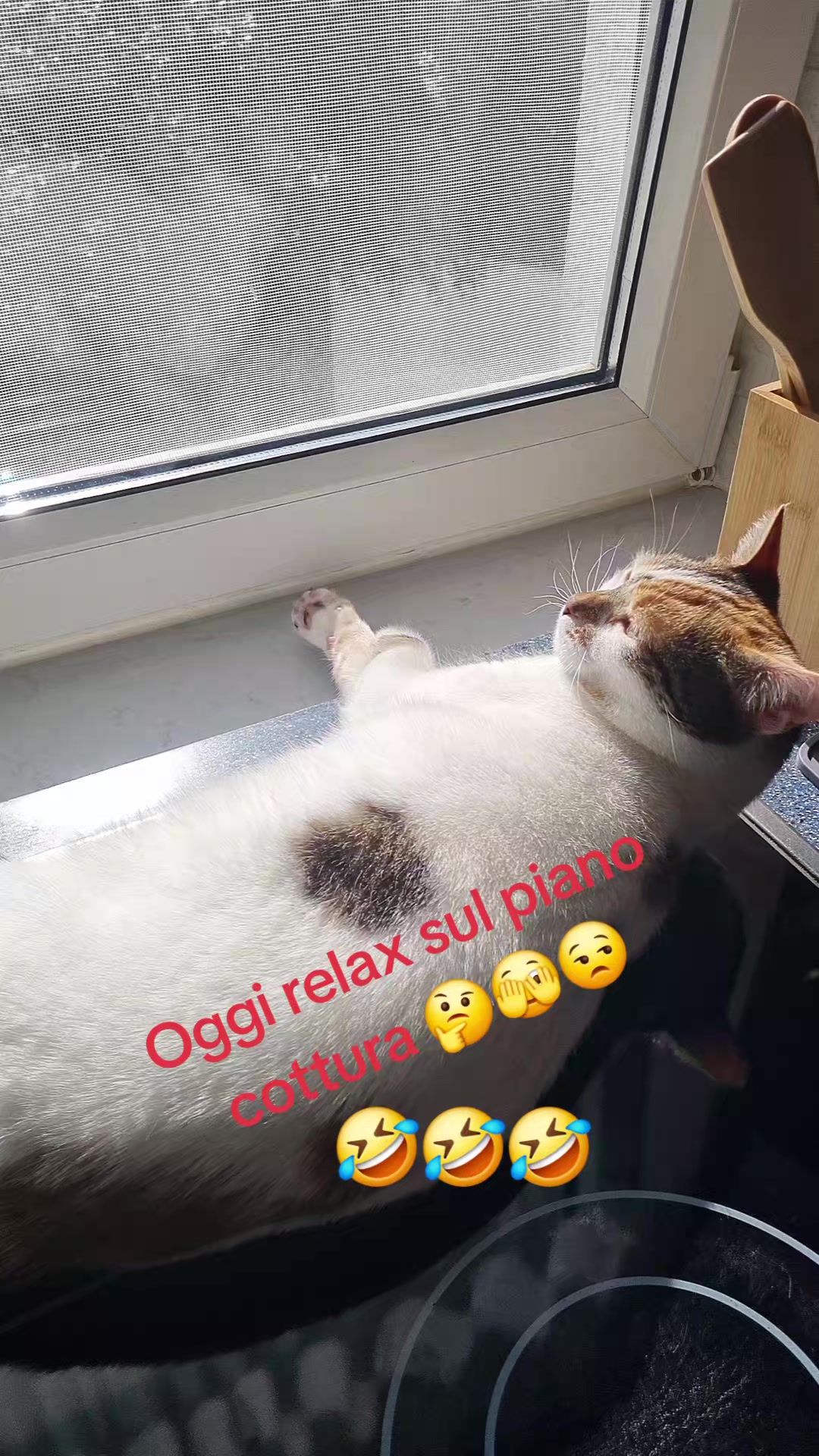 @Stellina