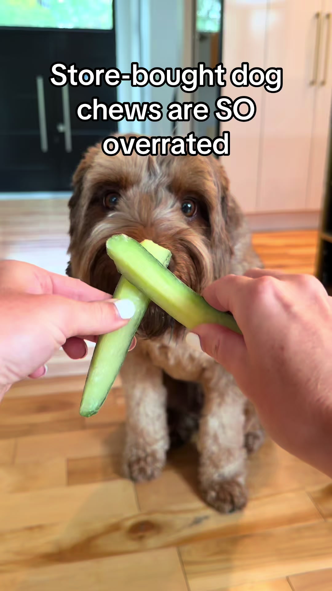 @Dogs Made Simple