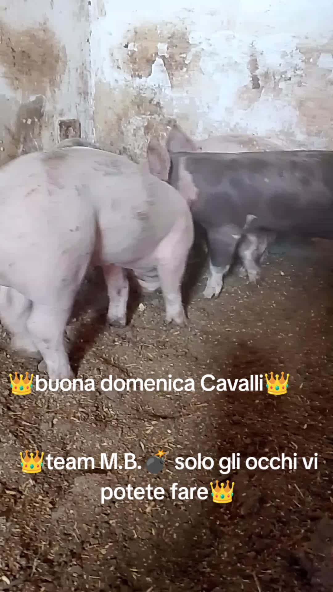 @Stefano Zagara