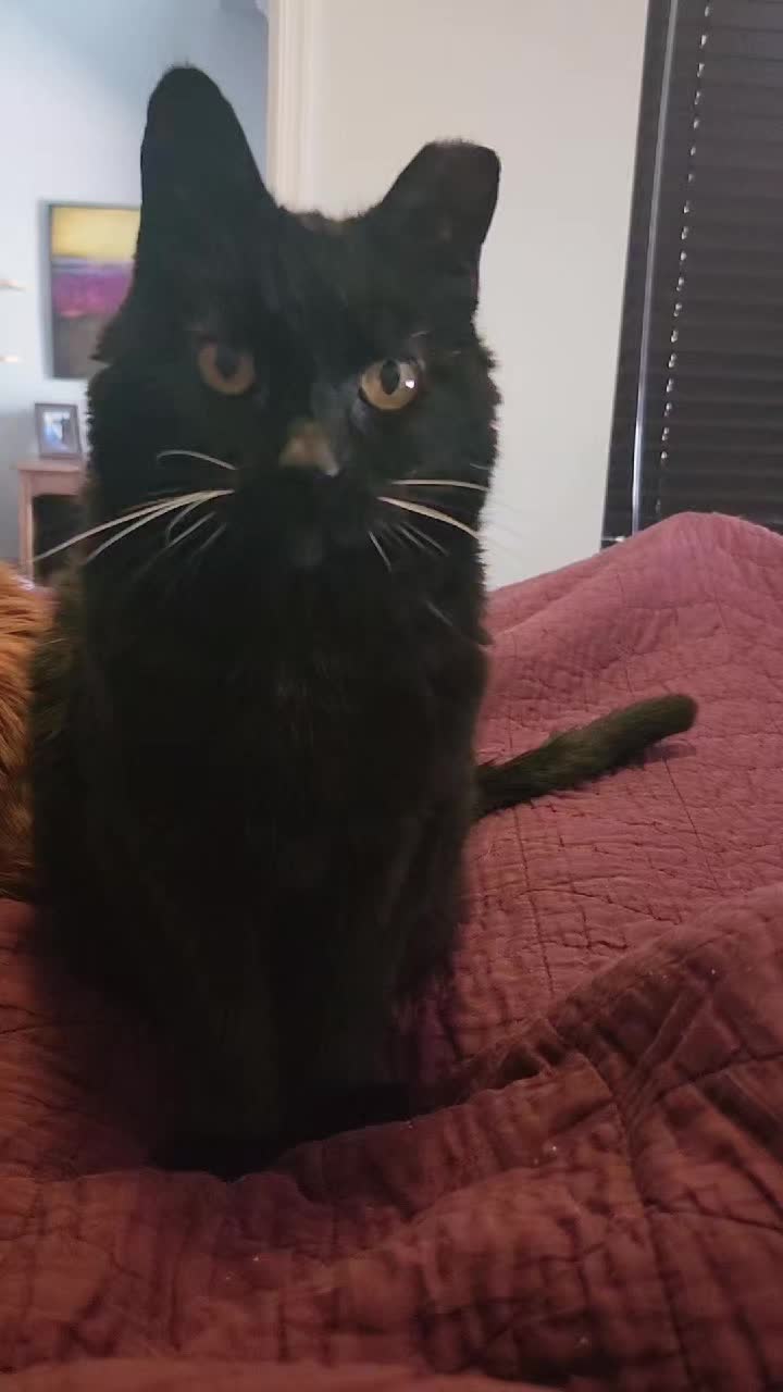 @9 Lives of Cat Chaos