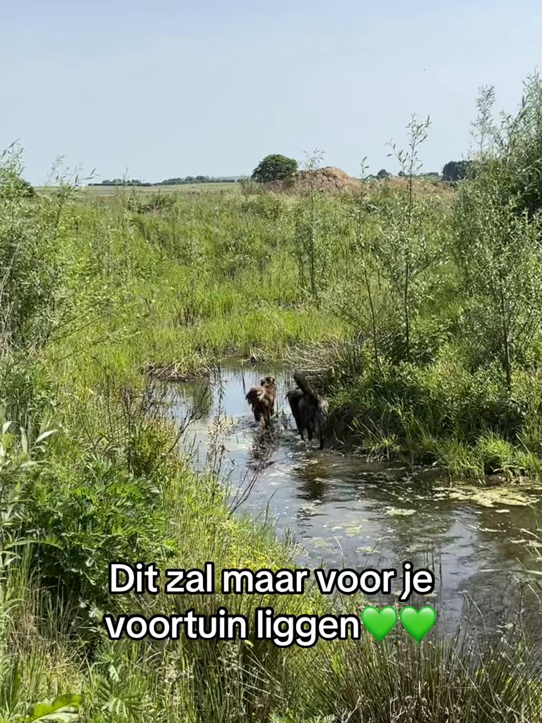 @Syrche Cordewener