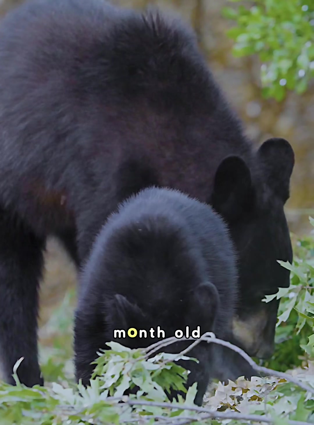 @look animals