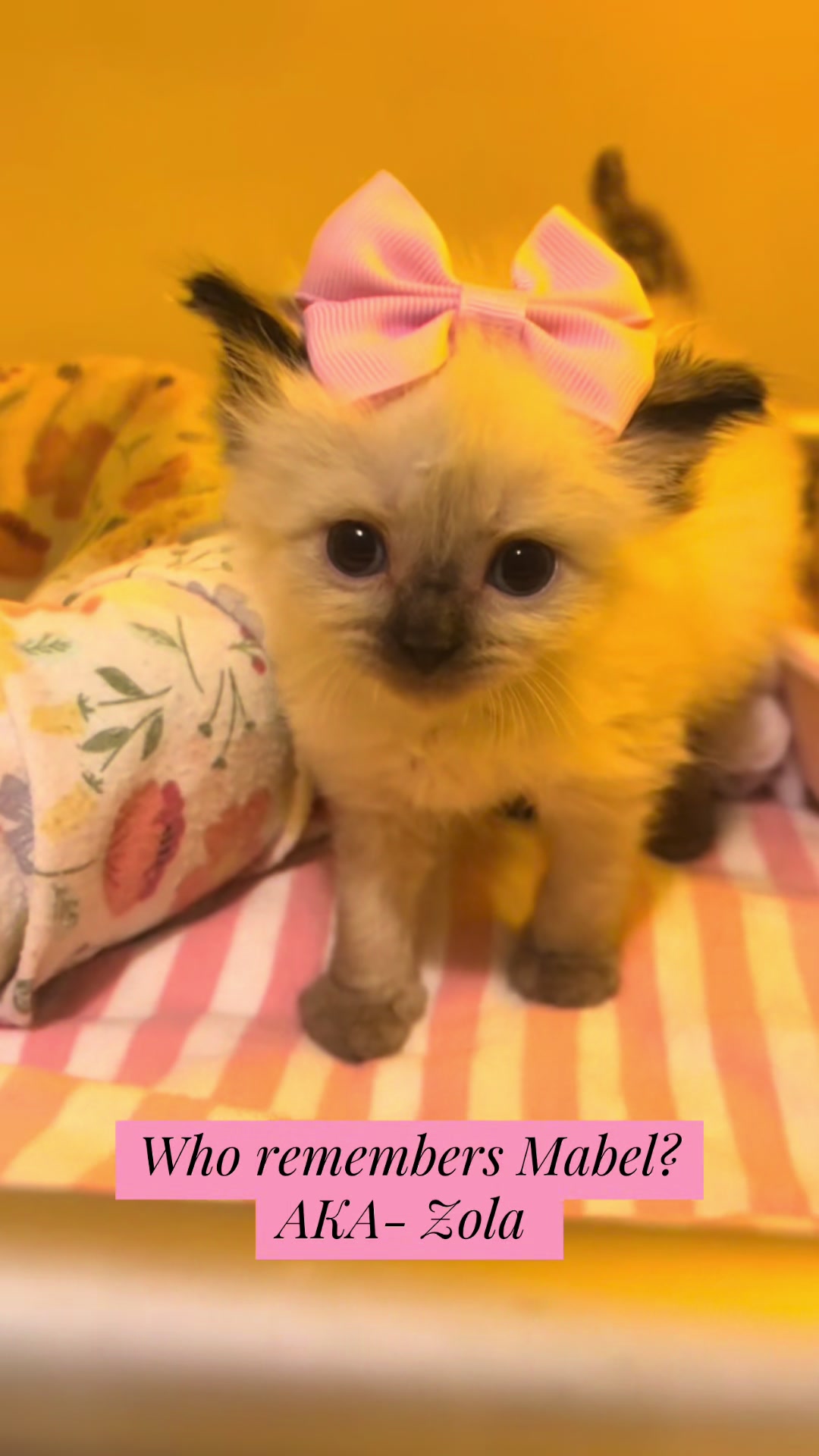 @Kitten.mama