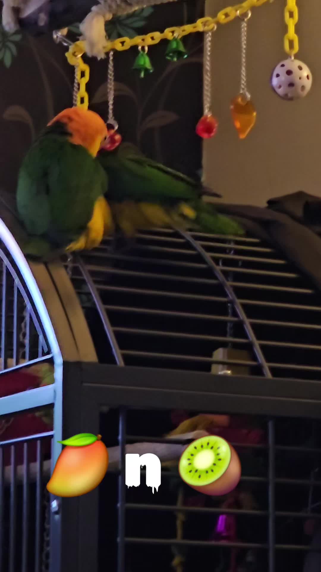 @🥭 🥝 🌶 🥥