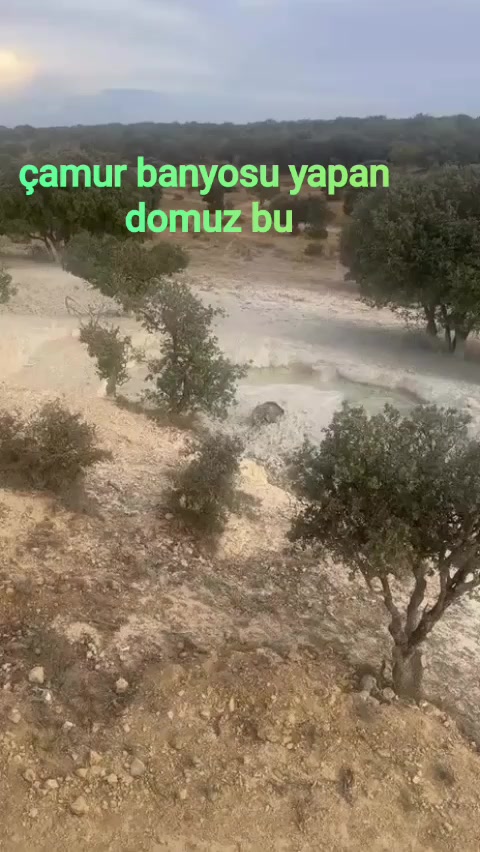 @Selçuk Tuna 🐈⬛