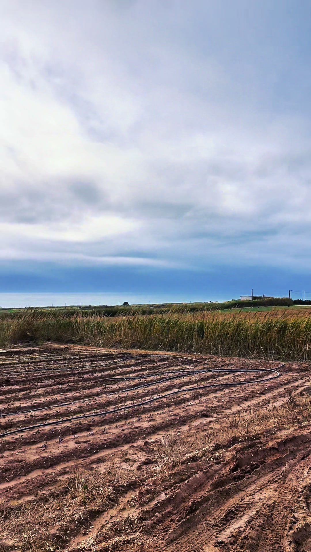 @Field Whisperer 🧑🌾