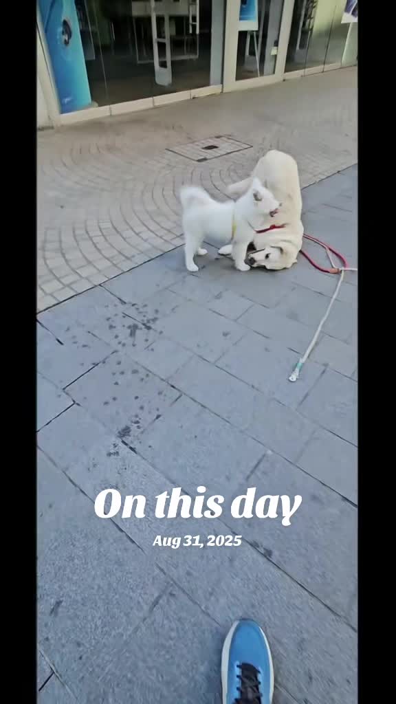 @Hope  🐶