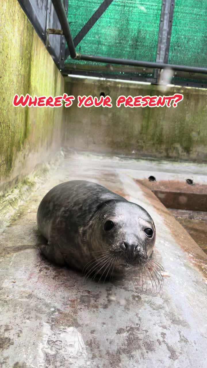 @StapeleyWildlifeRehab