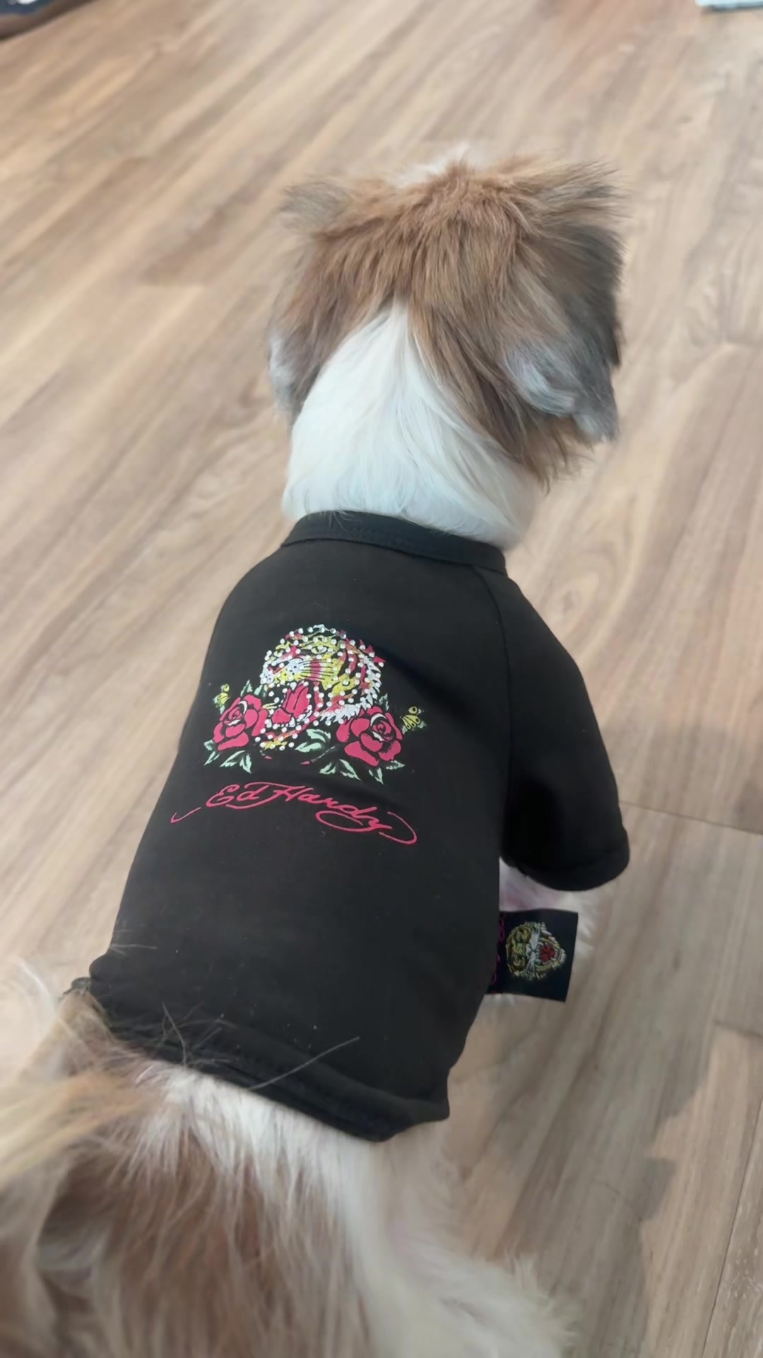 @spineglue