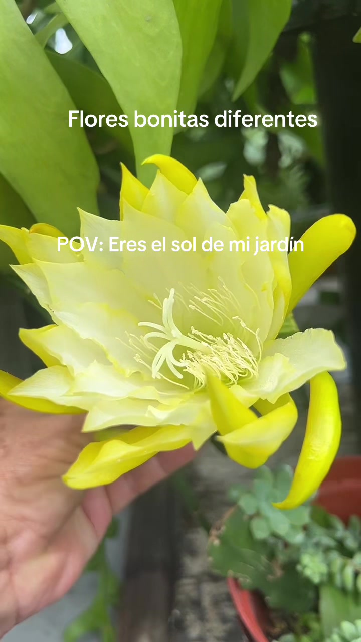 @Maria succulents 🕊️🐚