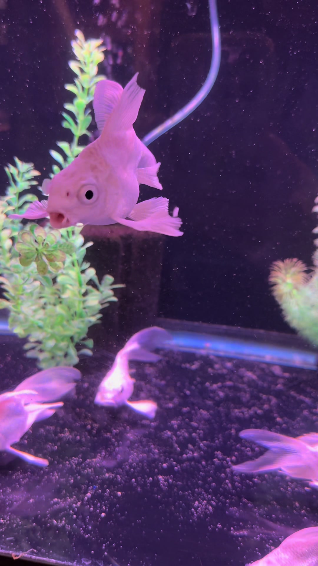@epicfishnetwork