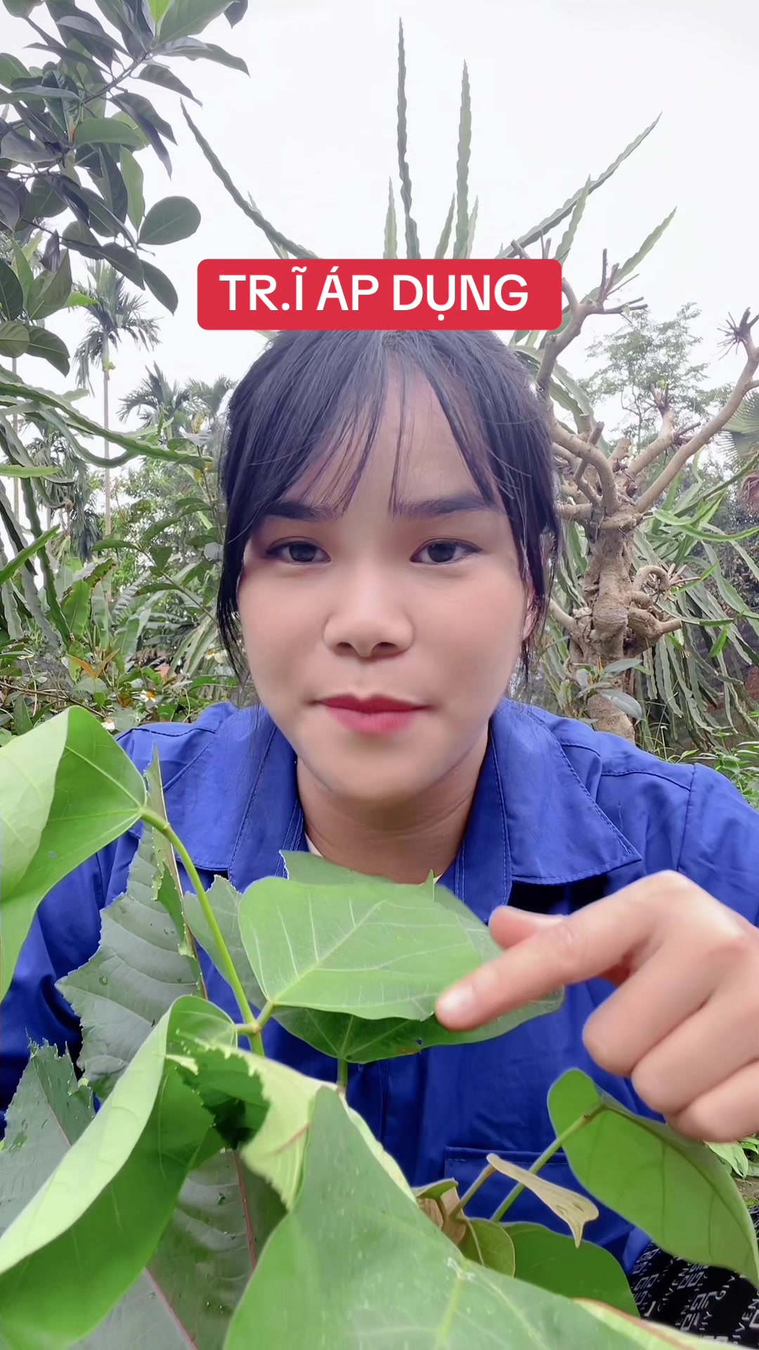 @Ngọc Chinh Miền N&uacute;i
