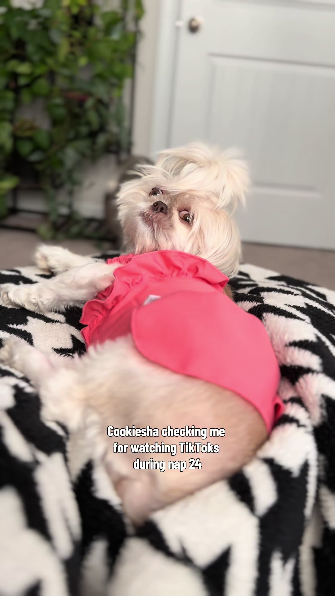 @nitaandcookiesha