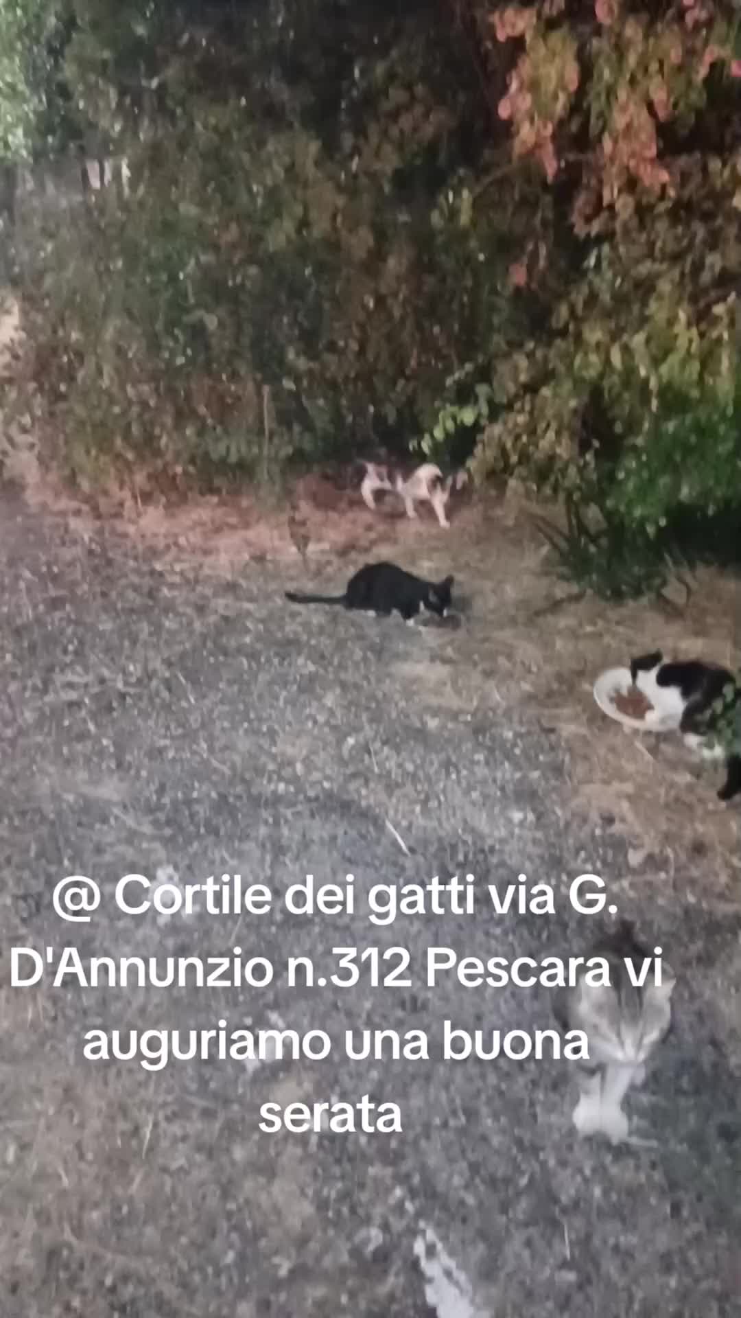 @@ Cortile dei gatti