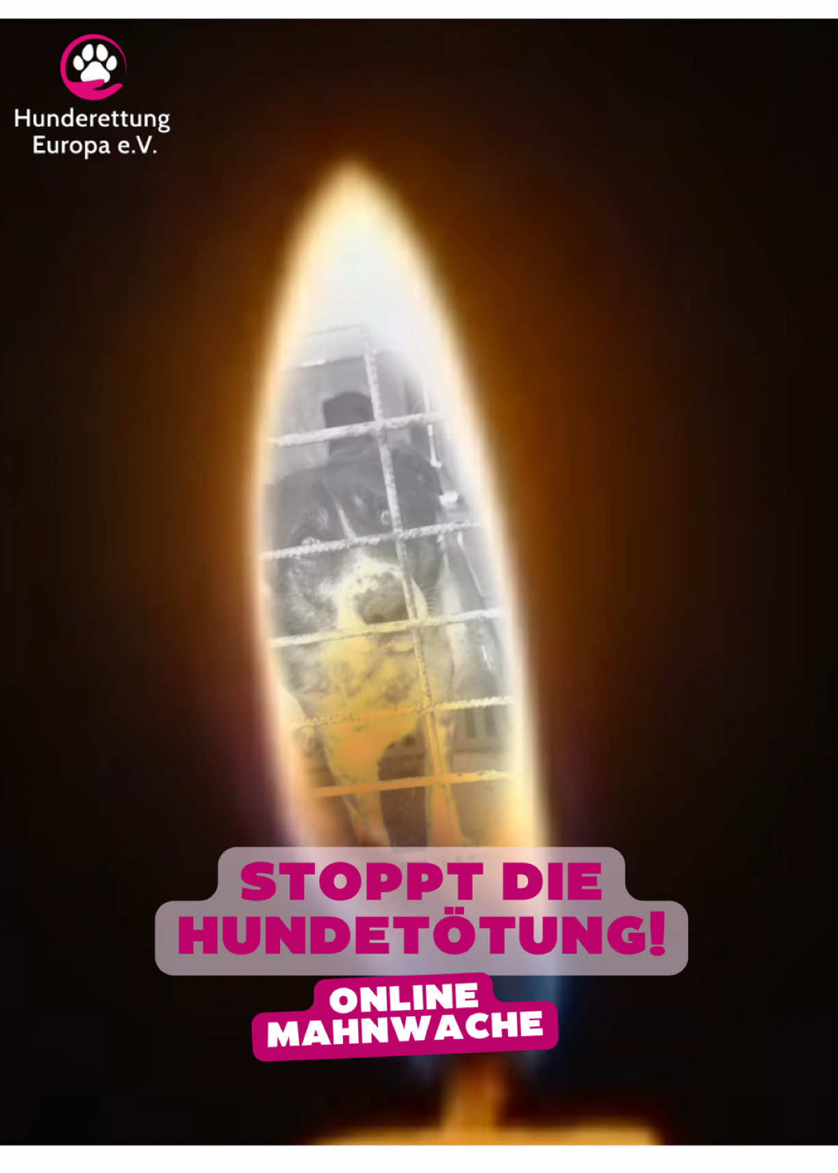 @Hunderettung Europa