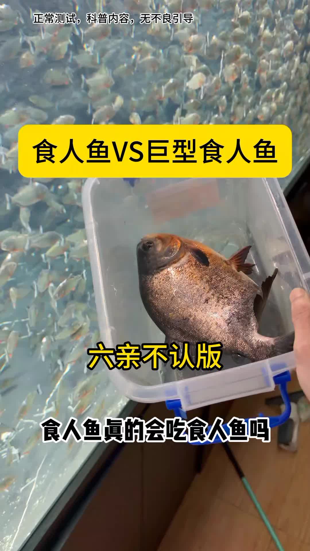 @Monsterfishkeeper
