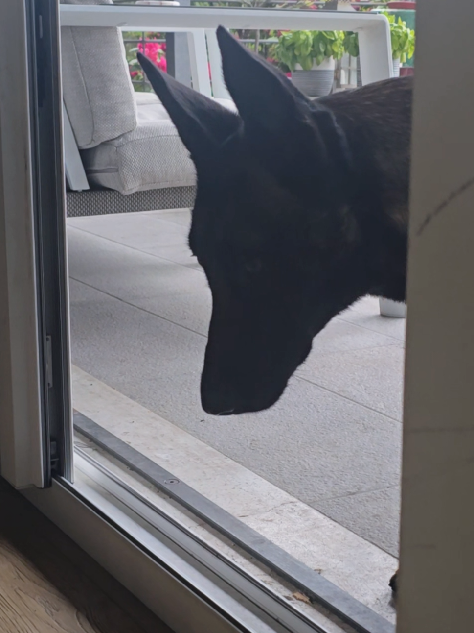@Morgè_Malinois
