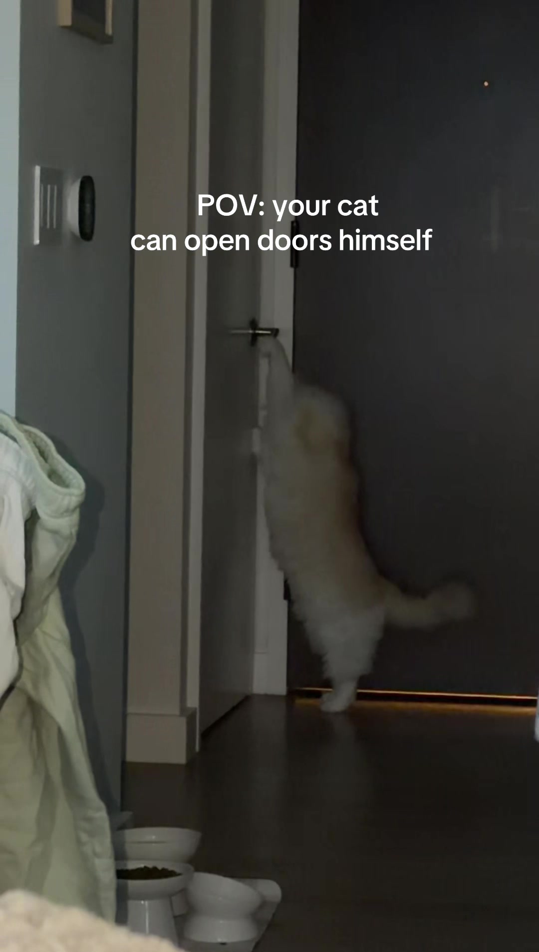 @Brody The Ragdoll Cat