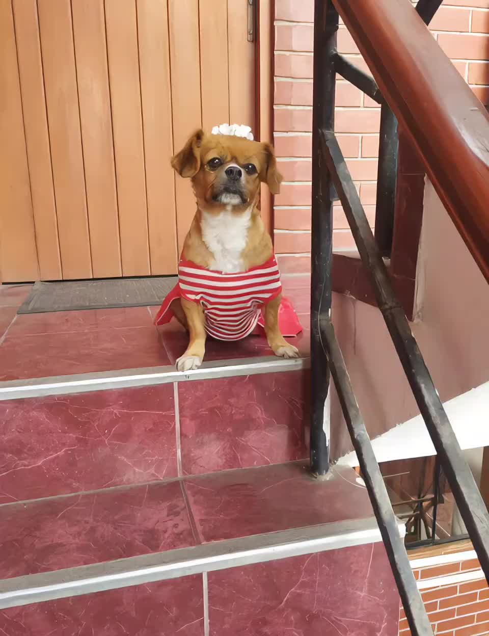 @El diario de Lia🐶🐾