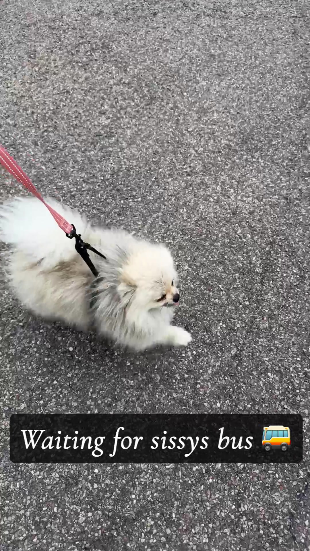 @Fingerlakes Pomeranians