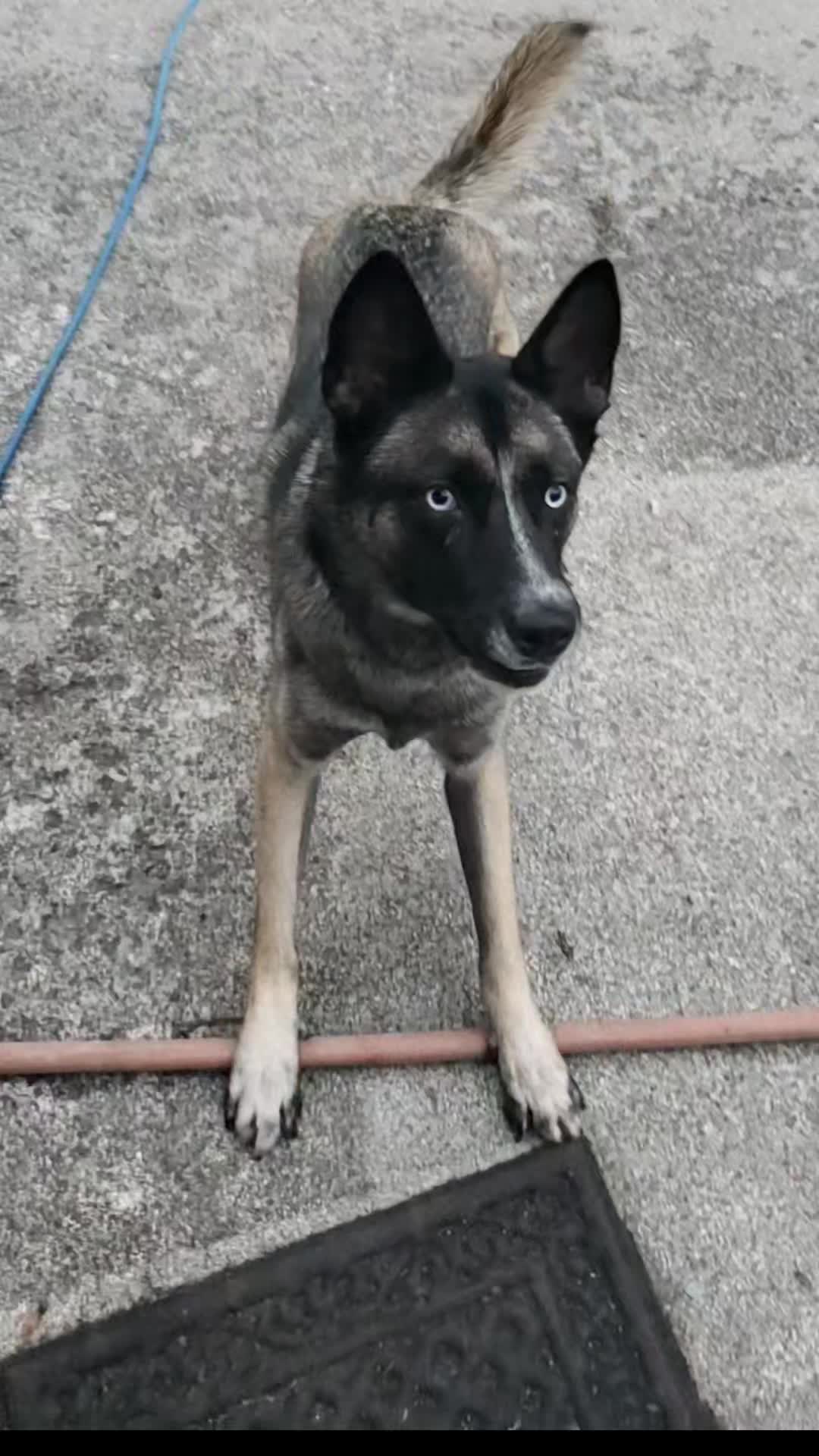 @🪓🐾🪓
