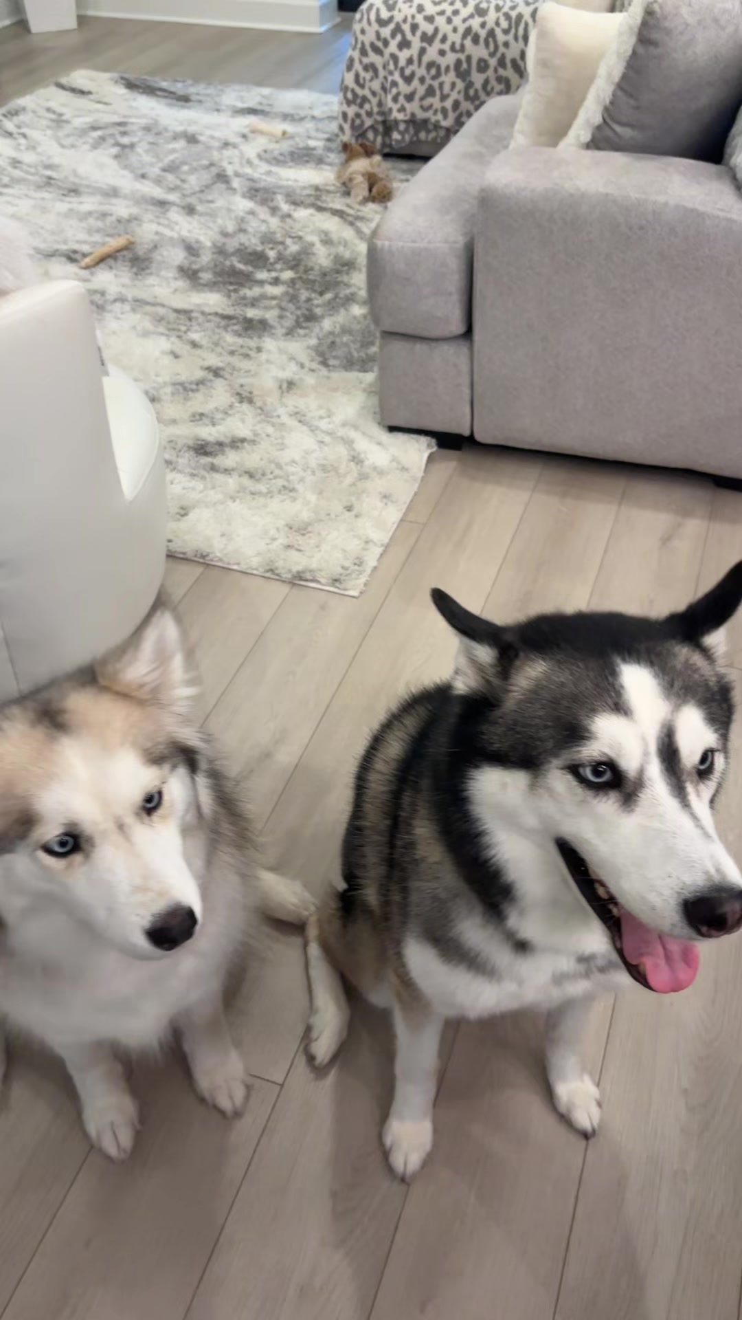 @lifewith2huskies
