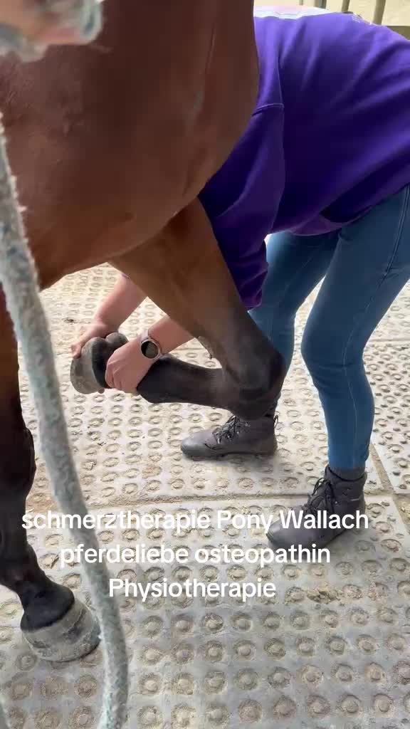 @Steffis_horse_world