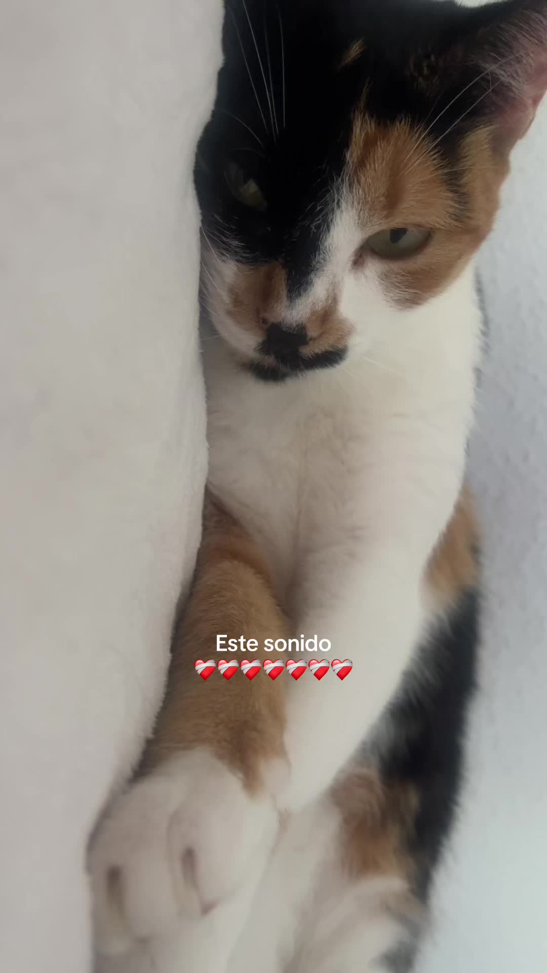 @maria dominguez post