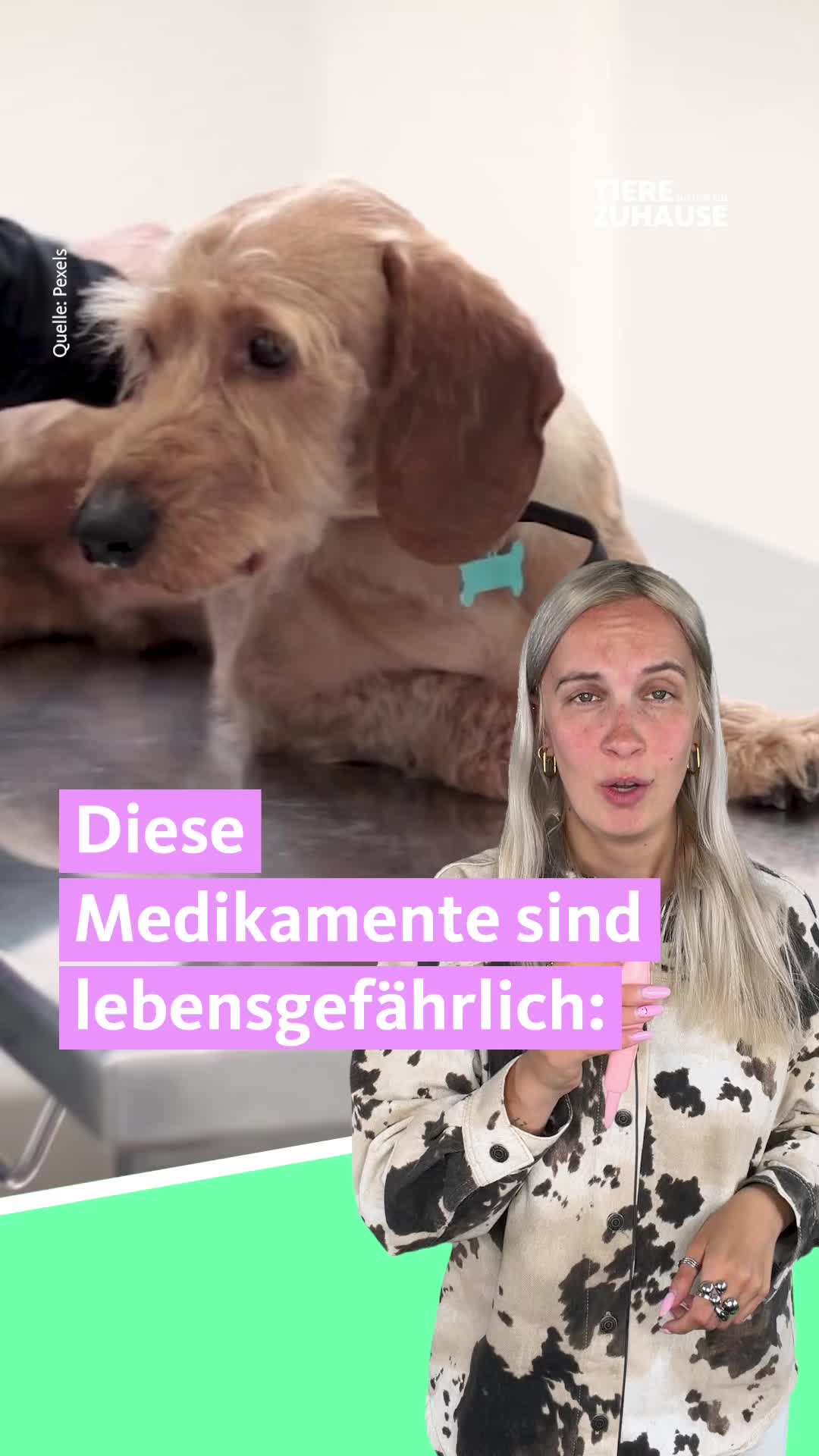@Tiere suchen ein Zuhause
