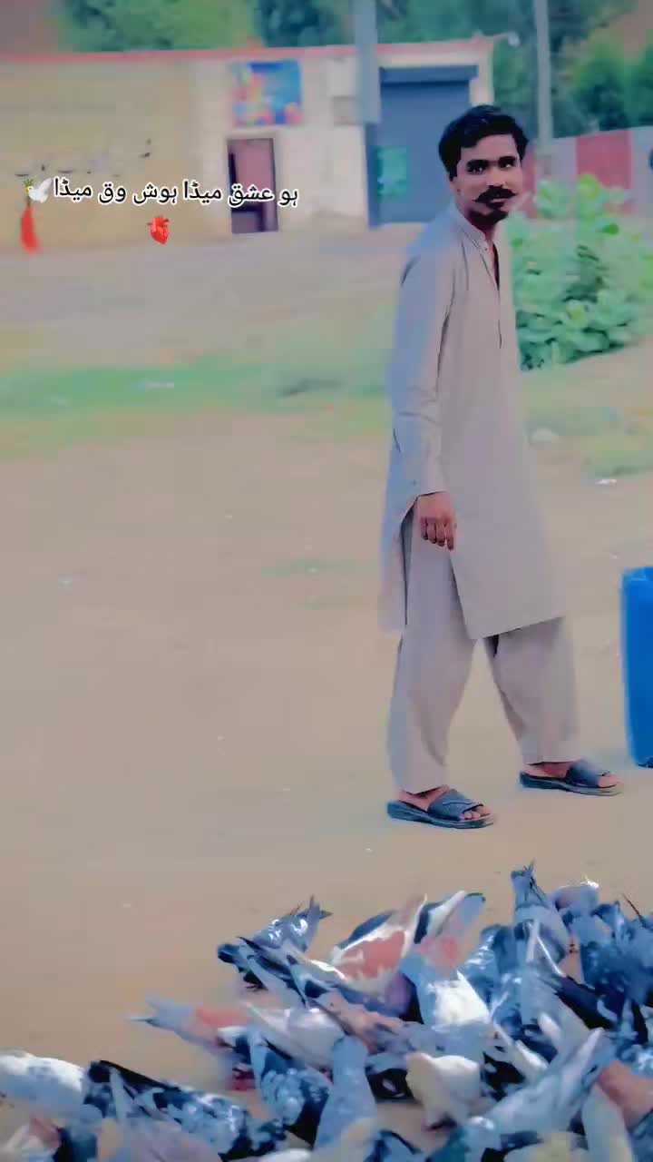 @عدیل رحمن لیہ وال کبوتر باز