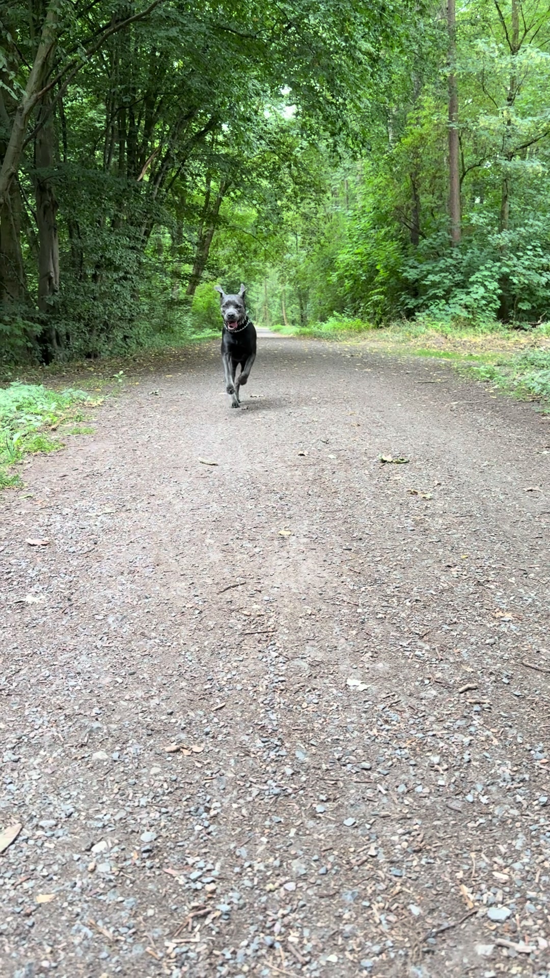 @Cane Corso Ayra 🐾
