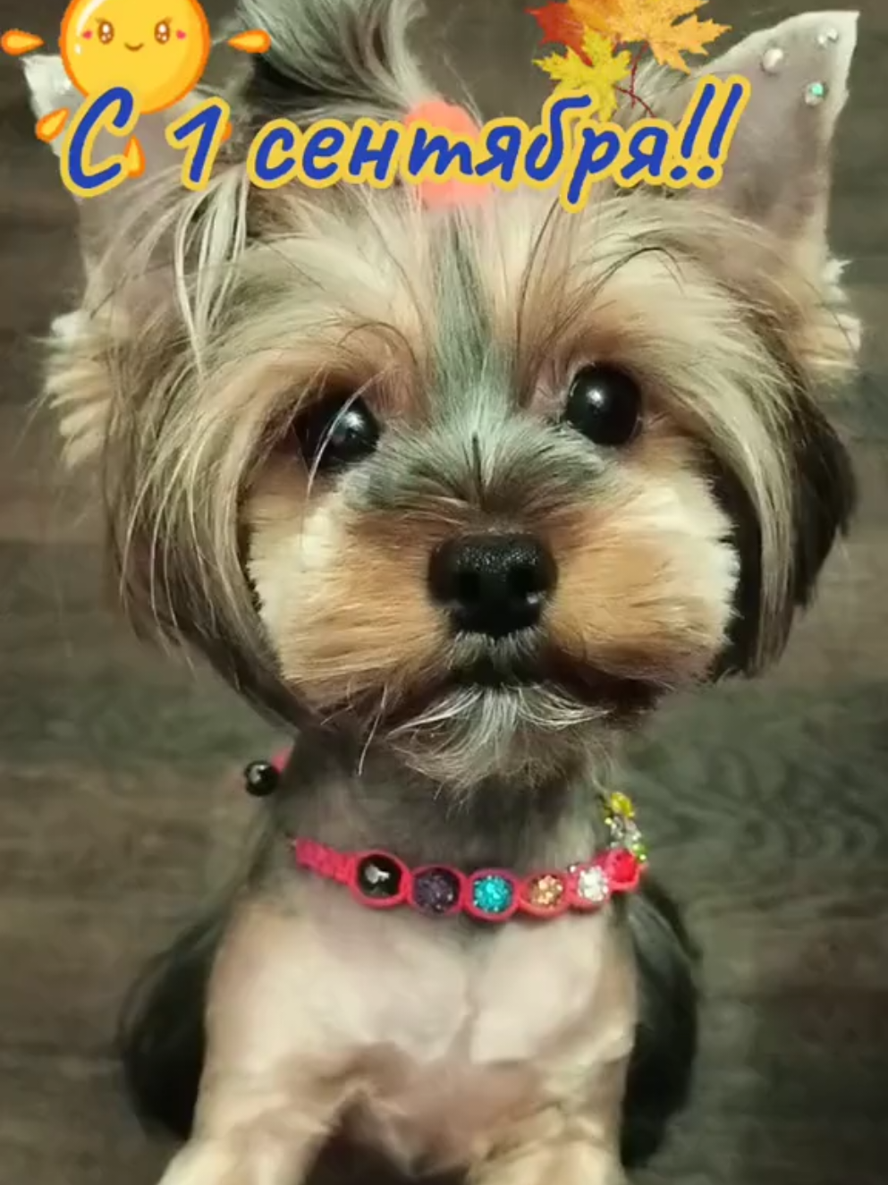 @Соня и Бетти ❤️