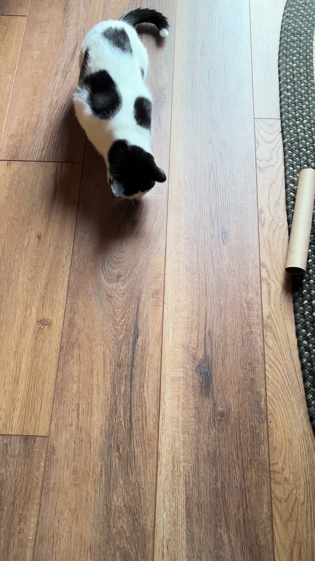 @Bratcats