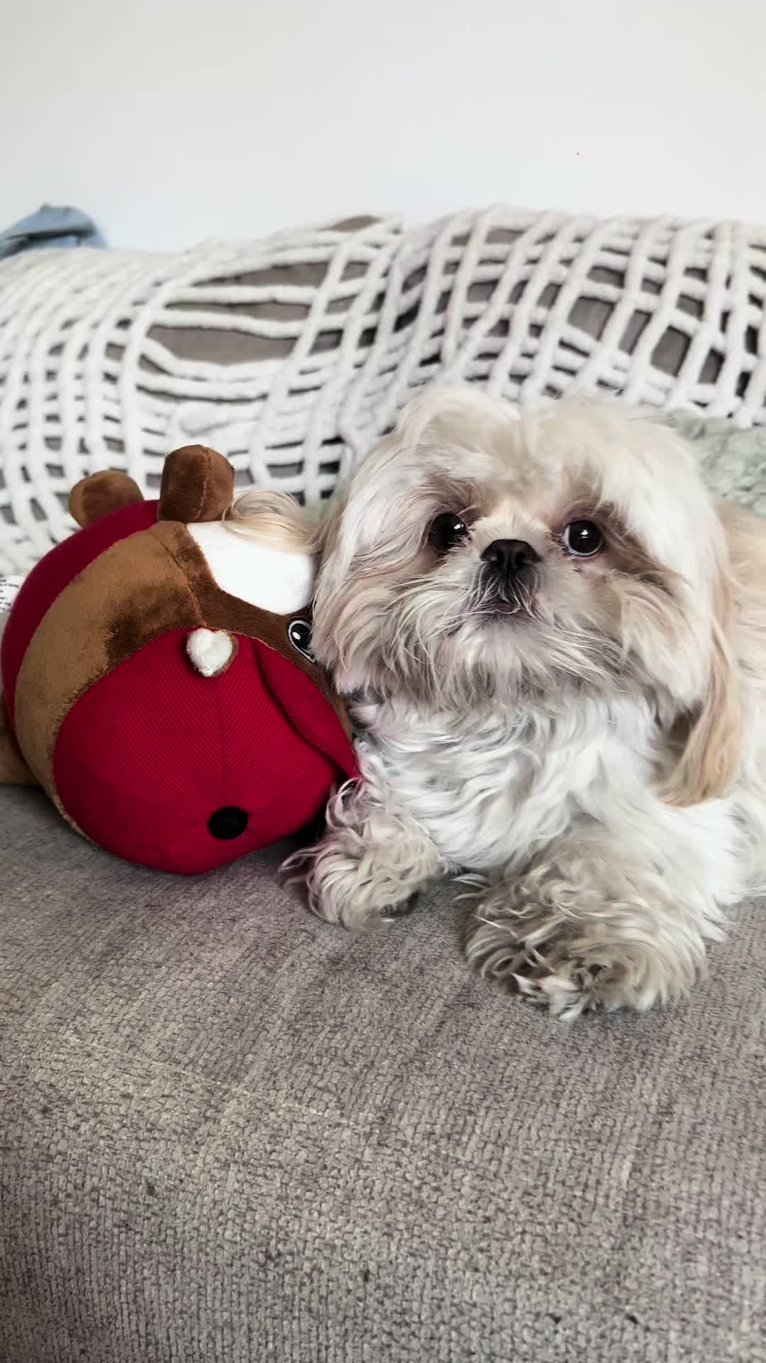 @Hugh the Shih Tzu